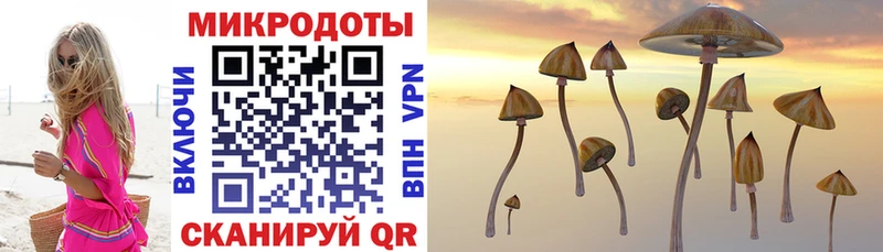 блэк спрут вход  Макушино  Галлюциногенные грибы Cubensis 